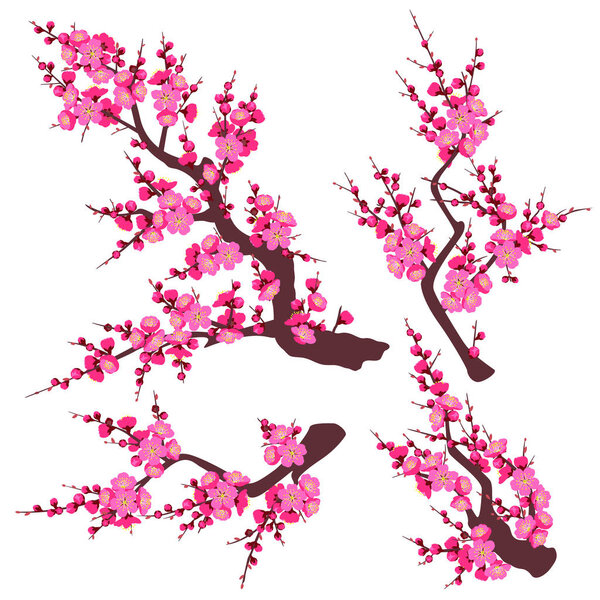 Set of flowering tree branch with pink flowers isolated on white background.  Plum blossom is a symbol for spring and decoration for Chinese New Year. Vector flat illustration.