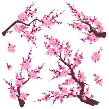 Çiçekli ağaç dalları ve beyaz arka plan üzerinde izole pembe çiçekli sürgünler kümesi. Erik çiçeği bahar için bir semboldür. Çiçek dekorasyon için Çin yeni yılı. Vektör düz çizim.