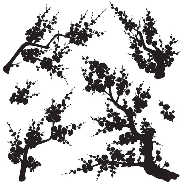 黑色开花树枝和芽与花和芽分离在白色背景 梅花剪影套装 — 图库矢量图片