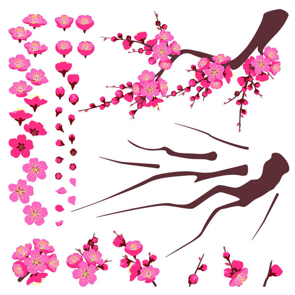 Separate elements of plum blossoming isolated on white. Branch and pink flower set. Spring floral decoration for Chinese New Year, springtime celebrations. Vector flat parts of plant for animation.