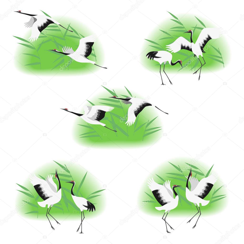 Simple image of dancing and flying japanese cranes in reed thickets isolated on white background. Red-crowned stork moving in dance and flight. Birds group flat illustration.