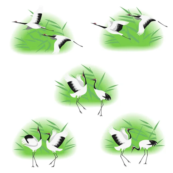 Imagen Simple Cigüeñas Japonesas Bailando Volando Matorrales Juncos Aislados Sobre — Vector de stock