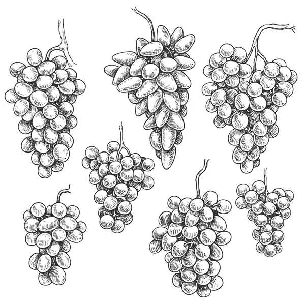 Zestaw Monochromatyczne Winogron Ręcznie Rysowane Winogron Pęczki Białym Tle Białym — Wektor stockowy