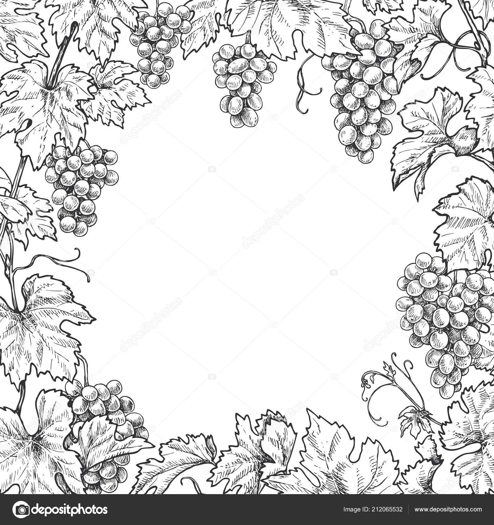 Grape Vines Drawing Border