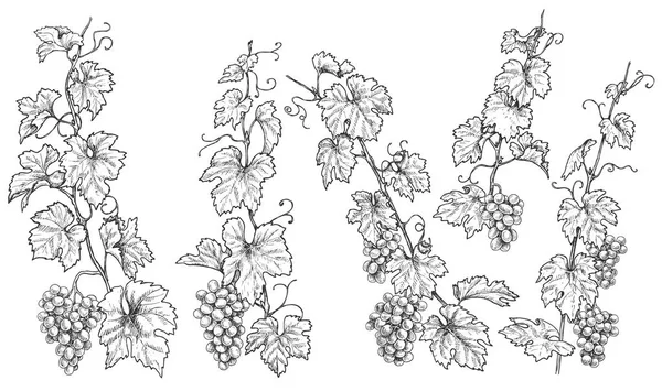 Conjunto Ramas Uvas Monocromas Ramos Uva Dibujados Mano Hojas Aisladas — Archivo Imágenes Vectoriales