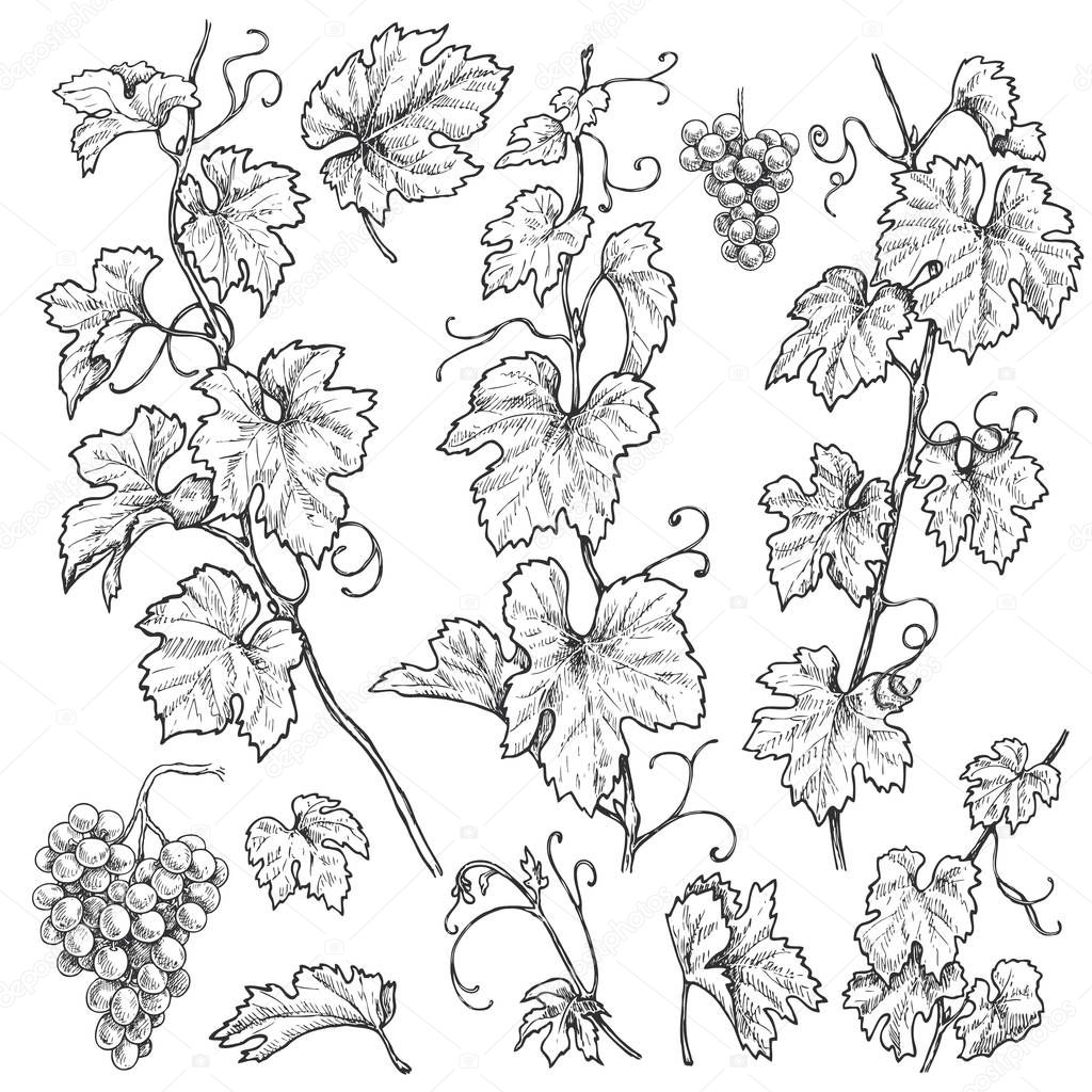 Monochrome separate elements of grapes branches set. Hand drawn grape bunches and leaves isolated on white background. Vector sketch. 