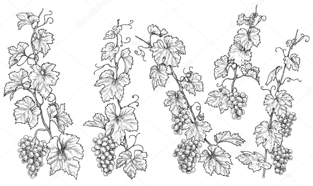 Monochrome grapes branches set. Hand drawn grape bunches and leaves isolated on white background. Vector sketch. 