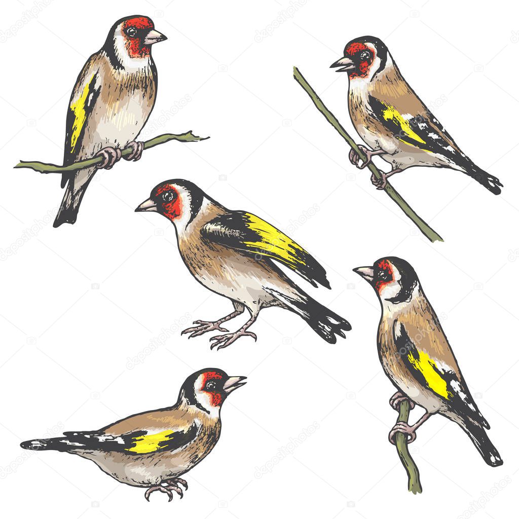 Hand drawn goldfinches isolated on white. Set of colorful singing birds.Vector sketch of songbirds sitting on branches.