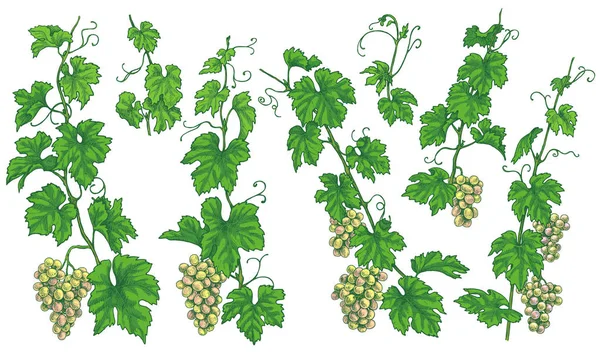 描かれたブドウの枝を手 白い背景で隔離の熟した果実の房します 緑色のブドウを設定します ベクター スケッチ — ストックベクタ