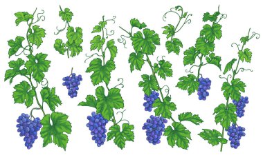 Çizilmiş Üzüm dalları, Olgun çilek ve beyaz arka plan üzerinde izole yaprakları ile demet türden. Mavi üzüm ayarlayın. Vektör çizimi. 