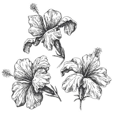 Beyaz izole el çizilmiş tek renkli hibiscus. Siyah beyaz portre tropik çiçekler vektör kroki.
