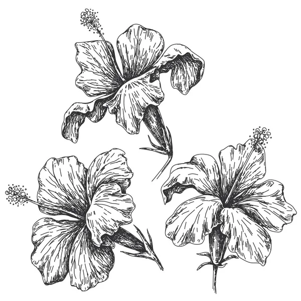 Handgezeichneter Monochromer Hibiskus Isoliert Auf Weiß Schwarz Weiße Nahaufnahme Tropische — Stockvektor