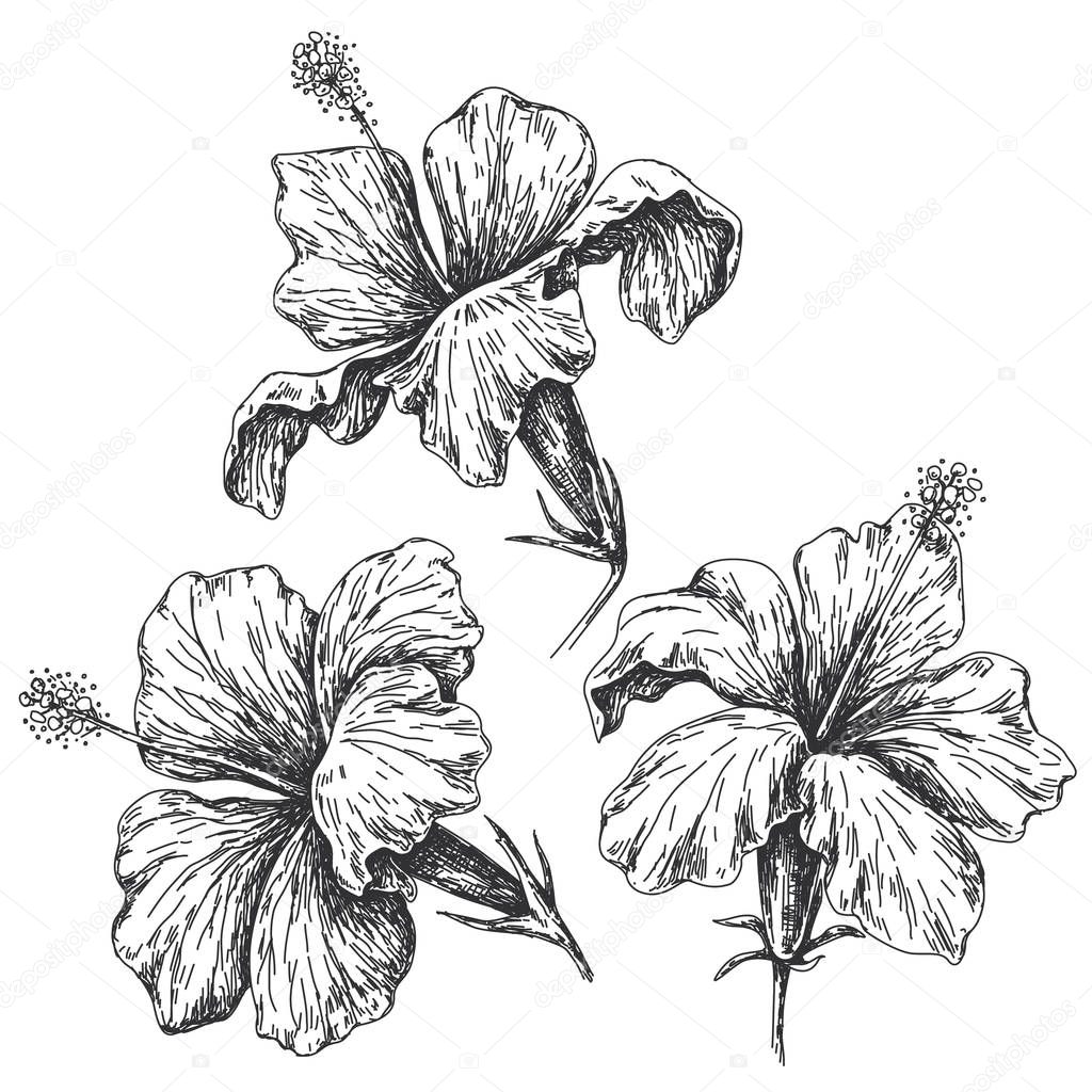 Hand drawn monochrome hibiscus isolated on white. Black and white closeup tropical flowers vector sketch.