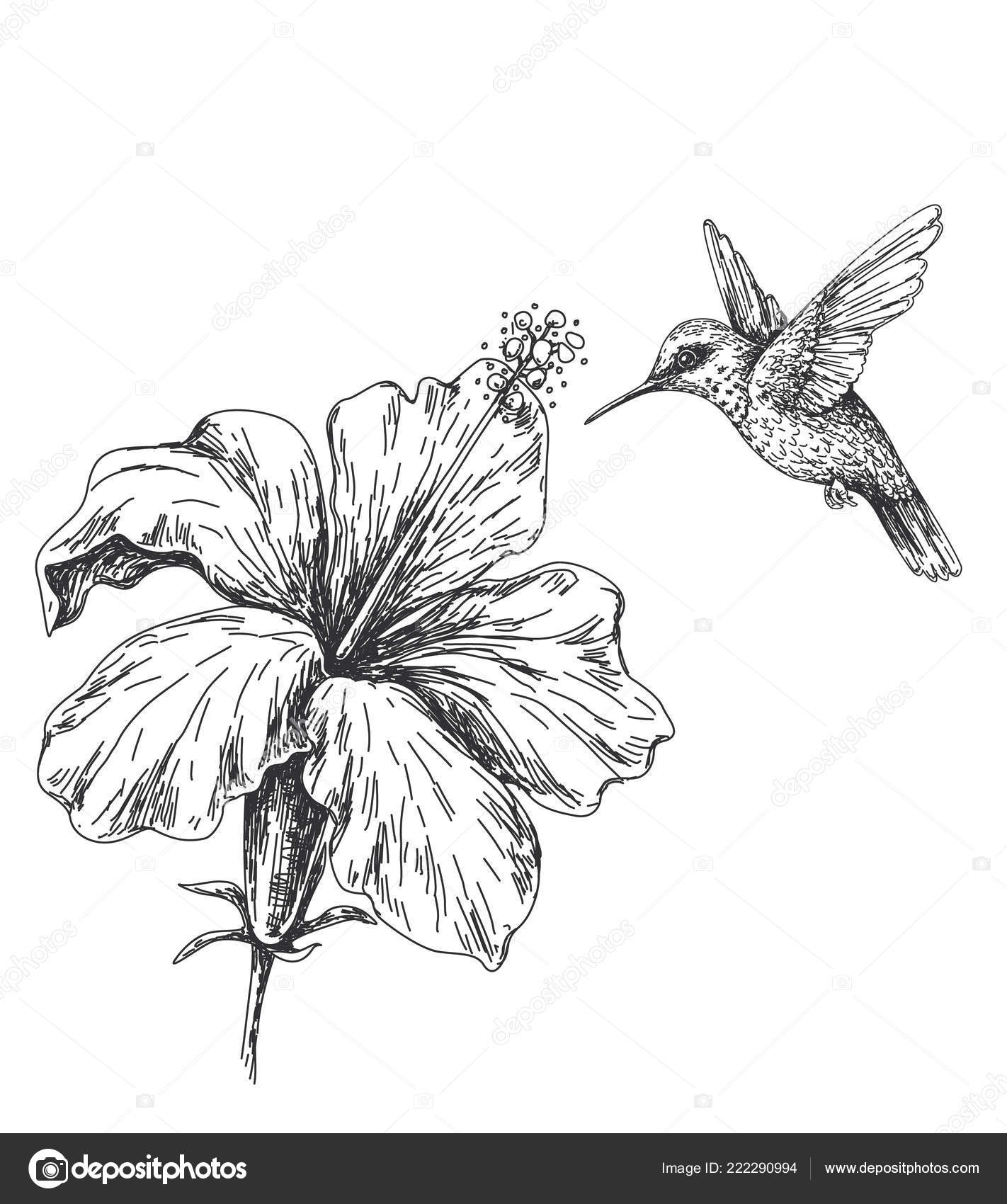 hummingbird black and white