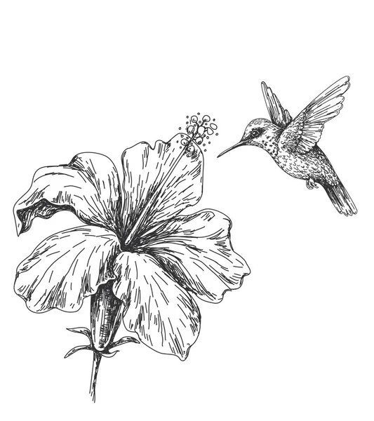 Hand Drawn Monochrome Humming Bird Hibiscus Black White Illustration Flying — Stock Vector