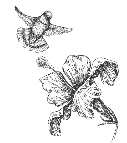 Oiseau Bourdonnement Monochrome Dessiné Main Fleur Isolé Sur Blanc Petit — Image vectorielle