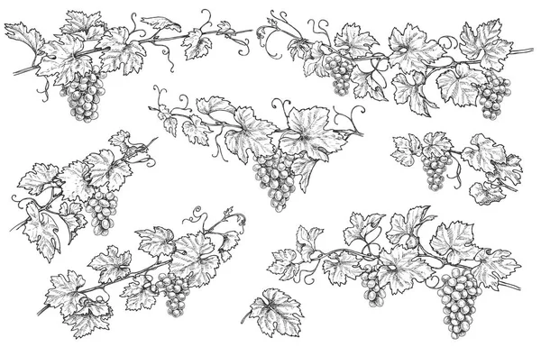 Ensemble Branches Raisins Monochromes Bouquets Raisin Dessinés Main Feuilles Isolées — Image vectorielle