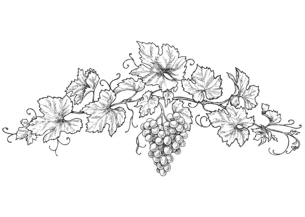 Ramas Uva Monocromas Dibujadas Mano Con Hojas Bayas Decoraciones Blanco — Vector de stock