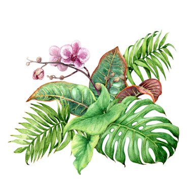 El tropik bitkiler çekilmiş. Yeşil yaprakları ve beyaz arka plan üzerinde izole Pembe orkide çiçek çiçek Grup. 