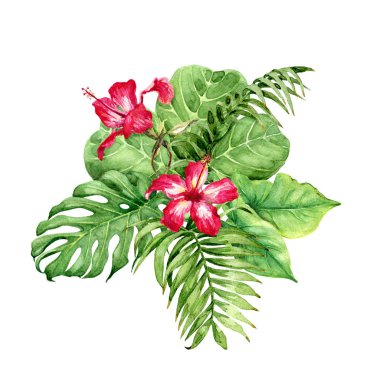 El tropik bitkiler çekilmiş. Yeşil yaprakları ve beyaz arka plan üzerinde izole kırmızı Hibiscus çiçek çiçek Grup. 