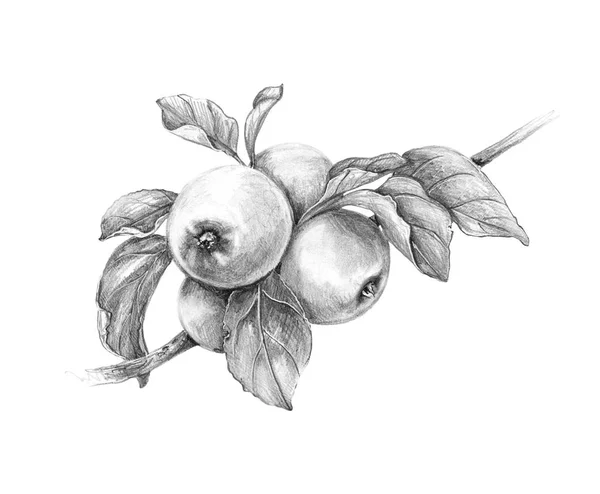 Hand Drawn Apple Branch Isolated White Background Monochrome Sketch Fruit — Stock Photo, Image