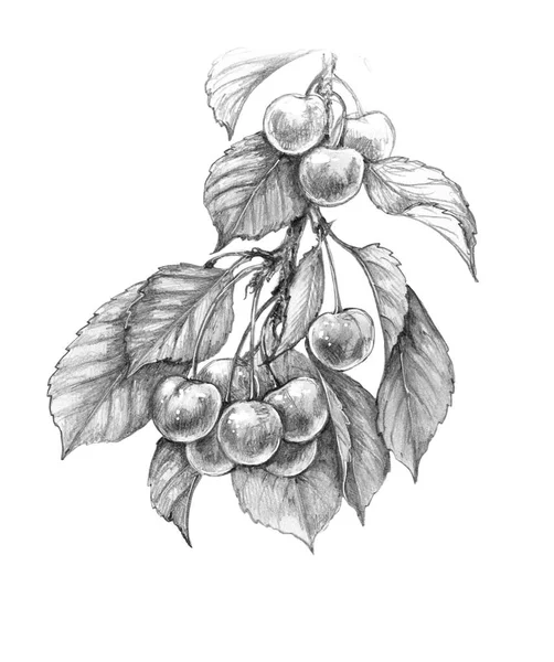 Hand Gezeichneter Süßkirschzweig Mit Beeren Und Blättern Auf Weißem Hintergrund — Stockfoto