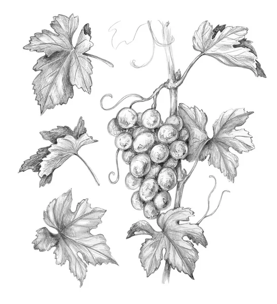 El üzüm demet ve beyaz arka plan üzerinde izole yaprakları çekilmiş. Üzüm ve ayrı öğeleri tek renkli kroki. Karakalem. 