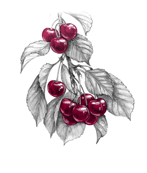 Handgezeichneter Süßkirschzweig Mit Roten Beeren Und Einfarbigen Blättern Auf Weißem — Stockfoto