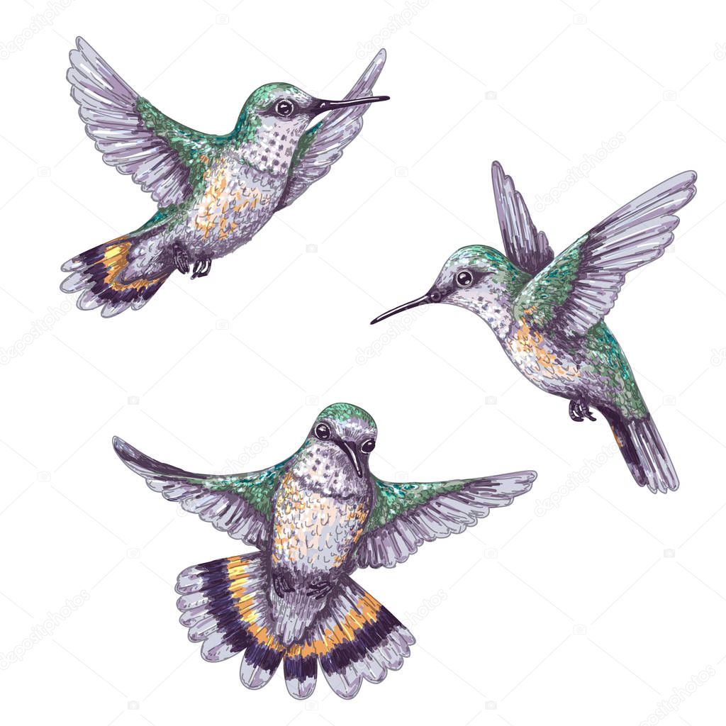 Hand drawn humming birds isolated on white. Colorful flying hummingbirds set.  Front and side view colibri flight. Vector sketch.