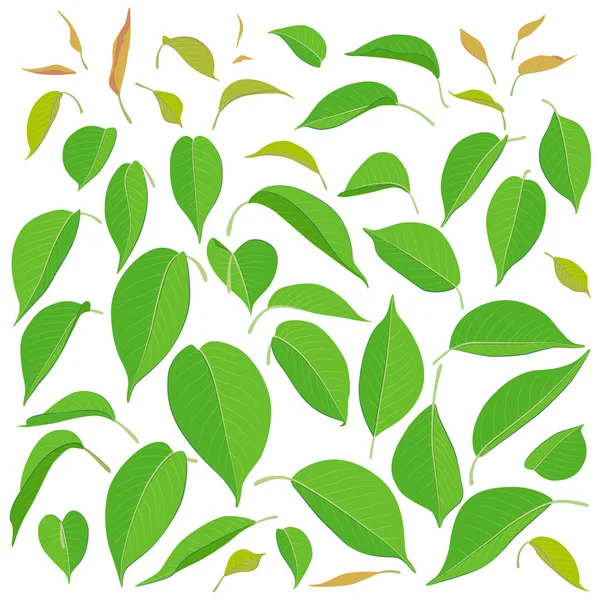 Green Leaf Set Simplified Big Small Leaves Isolated White Background — Stock Vector
