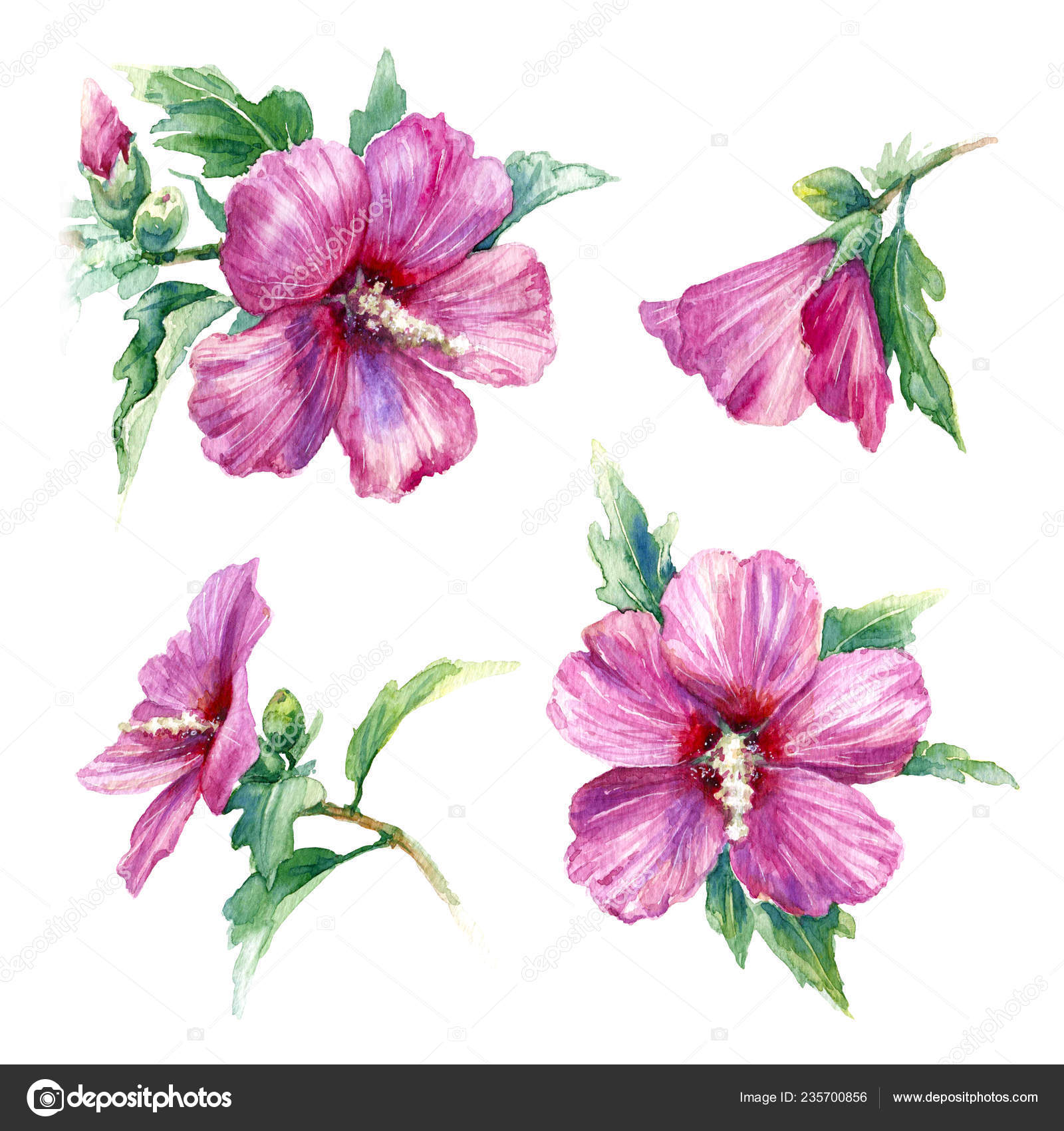 Watercolor Painting Hand Drawn Pink Syrian Hibiscus Isolated White Tropical  Stock Photo by ©Valiva 235700856