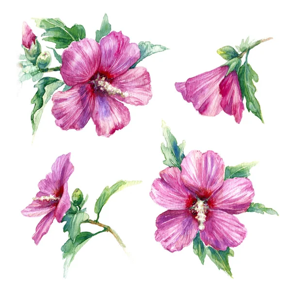 水彩画 手绘粉红色叙利亚芙蓉隔离在白色 热带花卉水草素描正面和侧视图 — 图库照片