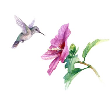 Suluboya resim. Elle çizilmiş kuş ve pembe çiçek üzerinde beyaz izole uğultu. Suriye hibiscus şube uçan küçük sinek kuşu. Aquarelle kroki.