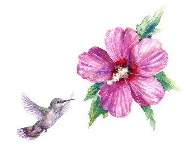 Suluboya resim. Elle çizilmiş uğultu kuş ve pembe çiçek üzerinde beyaz izole uçan. Suriye hibiscus yükselen küçük sinek kuşu. Aquarelle kroki. 