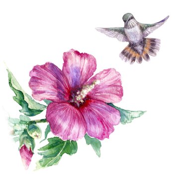Suluboya resim. Elle çizilmiş uğultu kuş ve pembe çiçek üzerinde beyaz izole uçan. Suriye hibiscus bush yükselen küçük sinek kuşu. Aquarelle kroki. 