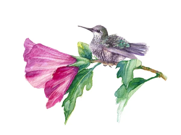 Watercolor Painting Hand Drawn Humming Bird Pink Flower Isolated White — Stock Photo, Image