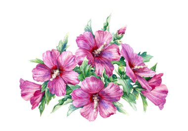 Suluboya resim. El ile pembe çiçek çiçek grup beyaz zemin üzerine çekilmiş. Suriye hibiscus buket.  