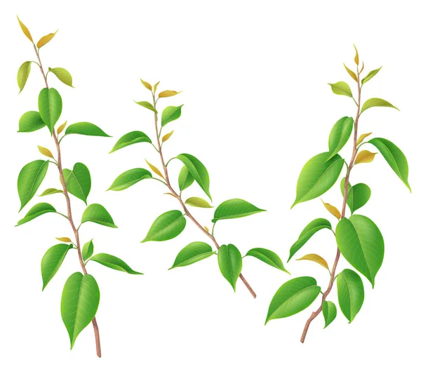 Κλαδιά Δέντρων Που Μεγάλα Και Μικρά Μικρά Φύλλα Απομονωμένα Λευκό — Διανυσματικό Αρχείο