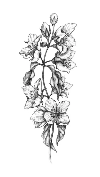 Ruky Nakreslené Kvetoucí Jasmín Větev Izolovaných Bílém Pozadí Monochromatický Tužka — Stock fotografie