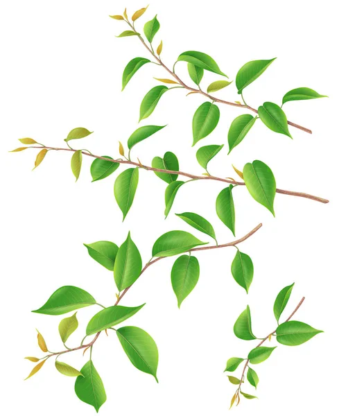 树的枝条设置绿色的大和小幼叶隔离在白色 逼真的春天树叶3D — 图库矢量图片