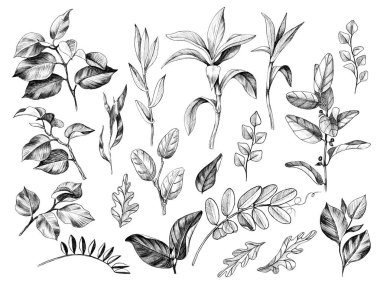 El şube ve beyaz arka plan üzerinde izole yabani bitkilerin yaprakları çekilmiş. Tek renkli farklı çiçek öğeleri kümesi karakalem. 