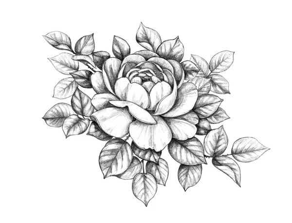 手绘花卉组成与玫瑰花和叶子查出在白色背景 复古风格的单色插图 铅笔画浪漫纹身设计 花卉装饰 — 图库照片