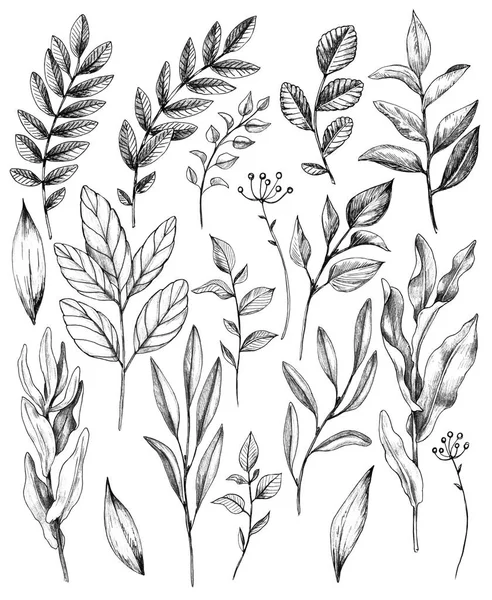 Hand Drawn Set Branches Leaves Wild Plants Isolated White Background — Stock Photo, Image