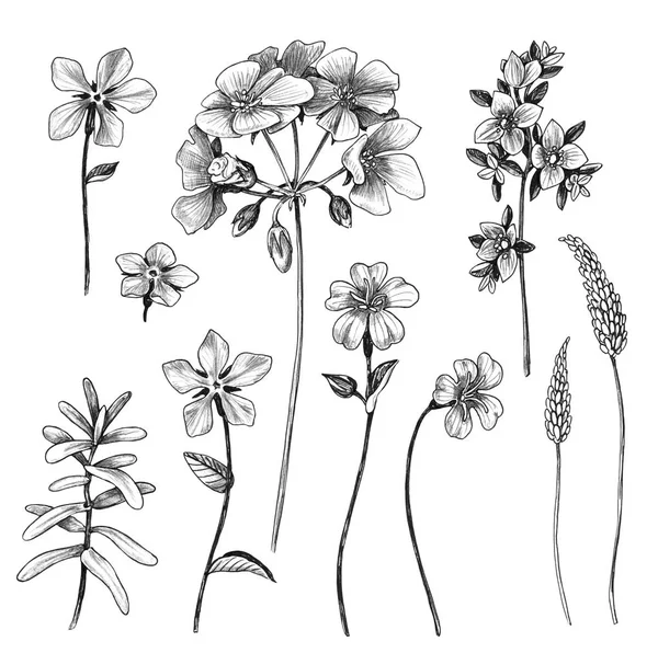 Ręcznie Rysowane Zbiór Kwiatów Liści Dzikich Roślin Białym Tle Ołówek — Zdjęcie stockowe