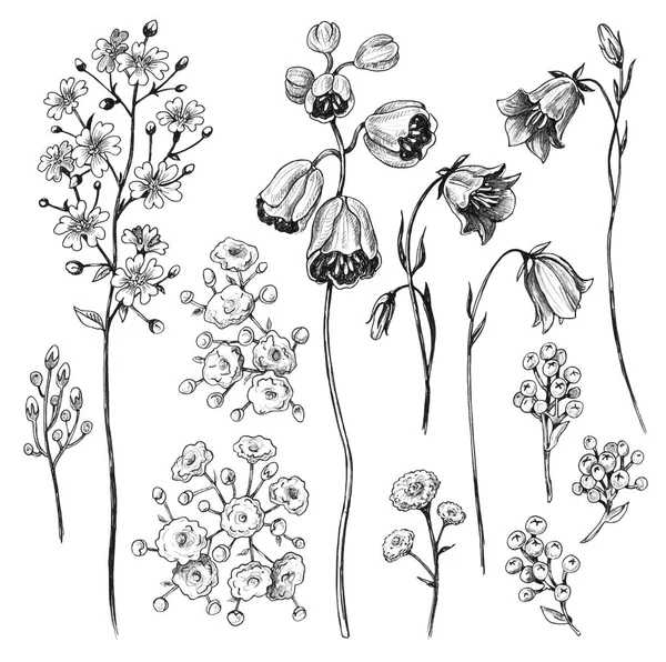 Handritad Uppsättning Blommor Blåklockor Och Gypsophila Isolerad Vit Bakgrund Blyertsteckning — Stockfoto