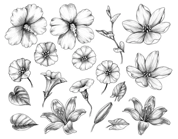 Set disegnato a mano di fiori di ibisco, giglio e bindweed — Foto Stock