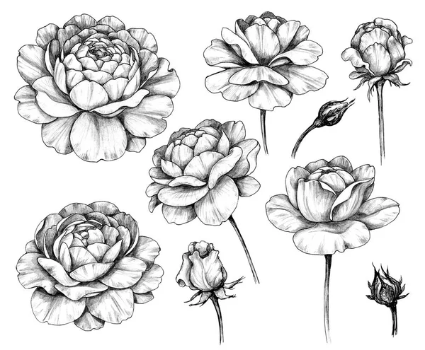 Flores y brotes de rosas dibujadas a mano — Foto de Stock