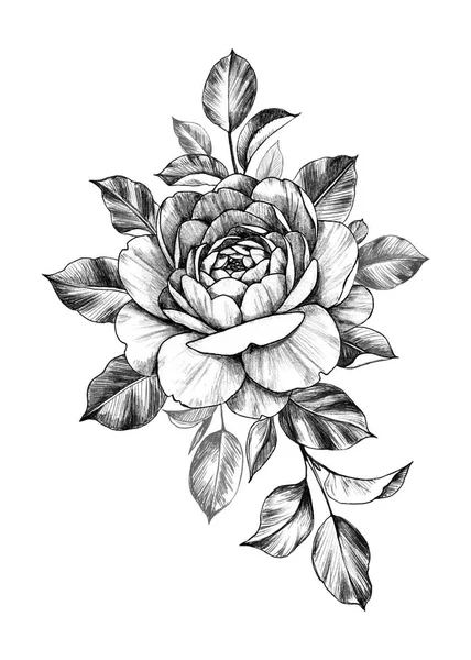 Composição desenhada à mão com flor de rosa e folhas — Fotografia de Stock