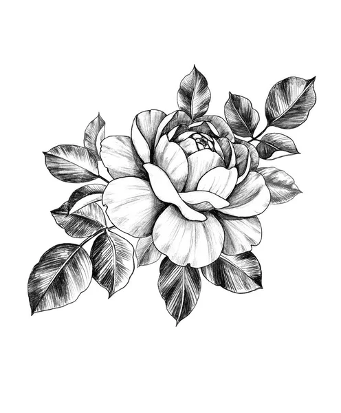 Fleur et feuilles de rose dessinées à la main — Photo