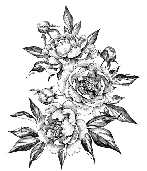 Hand gezeichneter Strauß mit Pfingstrosenblumen und Knospen — Stockfoto